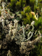 Cladonia