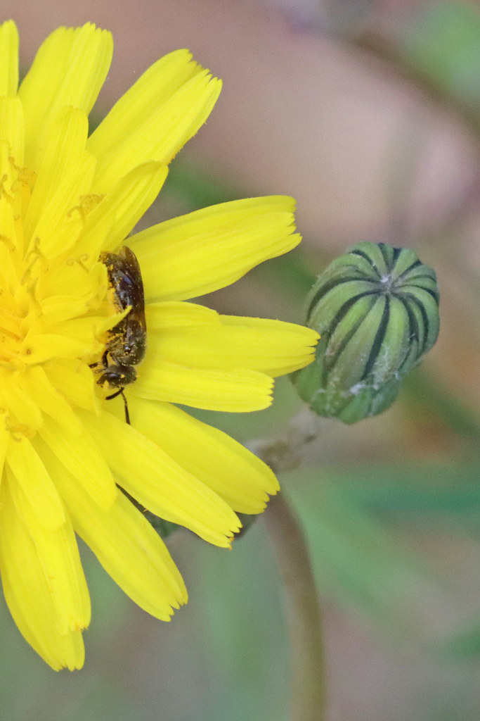 Lasioglossum wollastoni