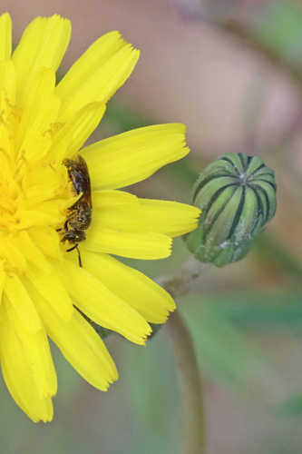 Lasioglossum wollastoni