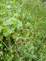 Platycnemis pennipes