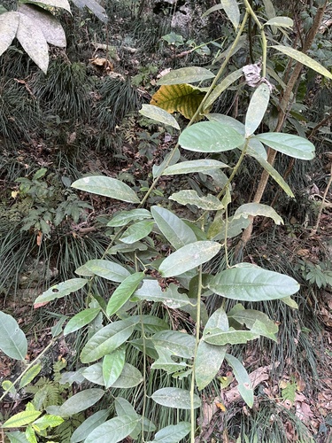 Capparis formosana (Capparis formosana)