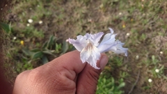Gladiolus griseus