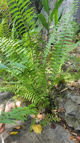 Asian swordfern (Nephrolepis brownii)