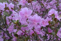 Rhododendron ledebourii