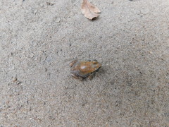 Arthroleptis stenodactylus