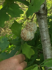 Callirhytis seminator