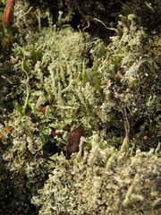 Cladonia