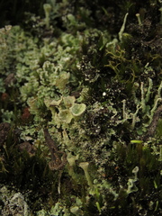 Cladonia