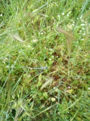 Platycnemis pennipes