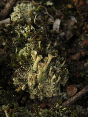 Cladonia