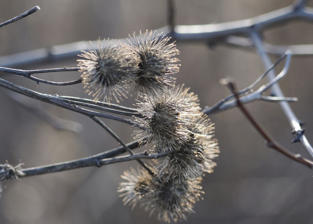 greater burdock from Greensborough, Markham, ON, Canada on March 13 ...