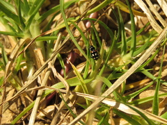 Eriopis punicola