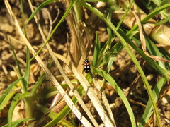 Eriopis punicola