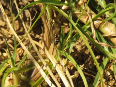Eriopis punicola
