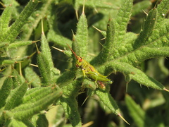Agesander ruficornis