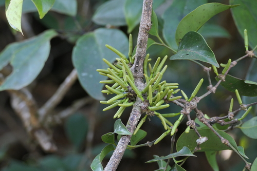 Gnetum edule (Gnetum edule)