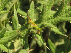 Agesander ruficornis