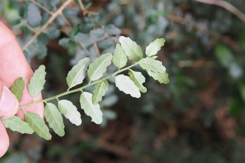 Image of Acalypha capillipes by (c) Lucas Christofides, some rights reserved (CC BY)