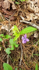 Viola triloba