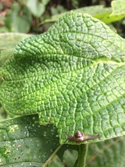 Euconulidae