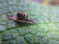 Euconulidae