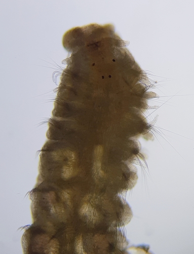 Representative image of Spiophanes bombyx