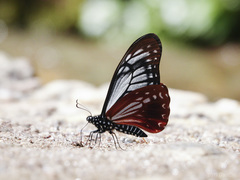 Papilio agestor