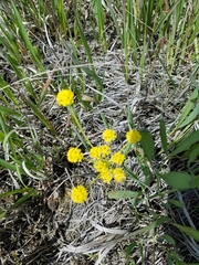 Lomatium triternatum triternatum