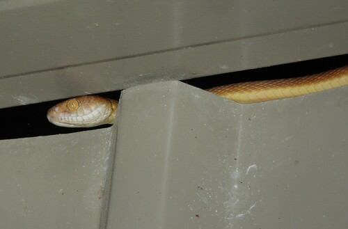 Brown Tree Snake sighting