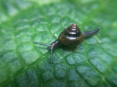 Euconulidae