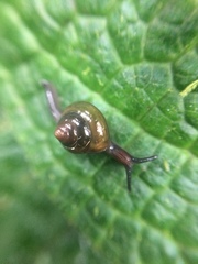 Euconulidae