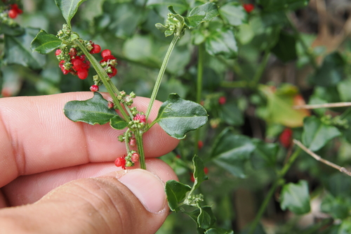 Image of Chenopodium robertianum by (c) Lucas Christofides, some rights reserved (CC BY)