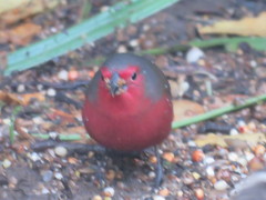 Lagonosticta rubricata