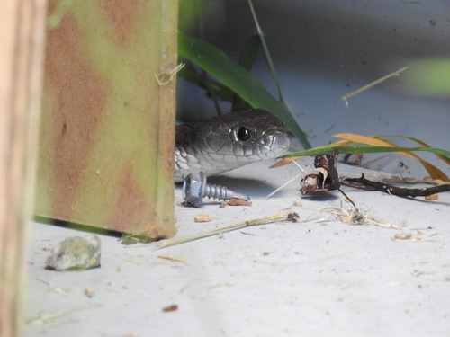 Tiger Snake sighting