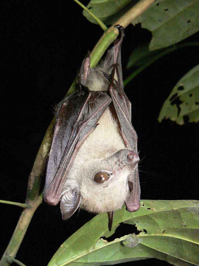 Little Collared Fruit Bat