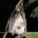 Little Collared Fruit Bat - Photo (c) Natalie Weber, some rights reserved (CC BY-NC), uploaded by Natalie Weber