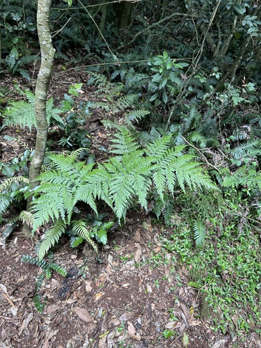 Image of Parapolystichum microsorum by (c) Lucas Christofides, some rights reserved (CC BY)
