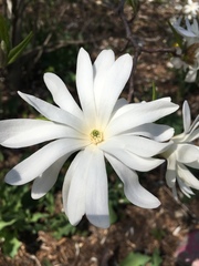 Magnolia stellata