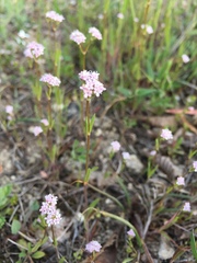 Valerianella pumila
