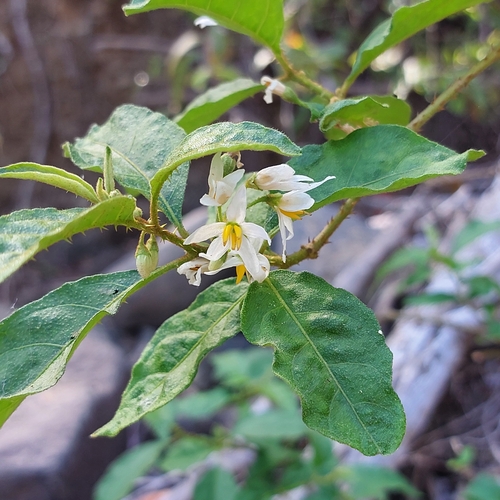 Lanceleaf nightshade (Solanum lanceifolium)