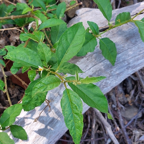 Image of Solanum lanceifolium by (c) Sinead Gómez, some rights reserved (CC BY)