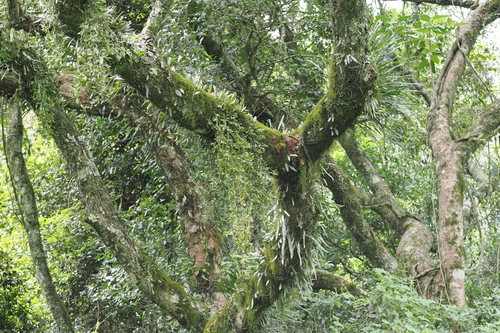 Image of Dendrobium pugioniforme by (c) Lucas Christofides, some rights reserved (CC BY)
