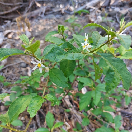 Image of Solanum lanceifolium by (c) Sinead Gómez, some rights reserved (CC BY)