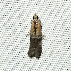 Moodna pallidostrinella