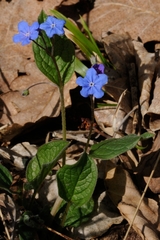 Omphalodes verna