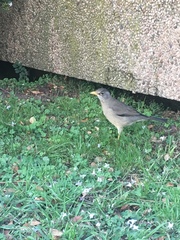 Turdus falcklandii