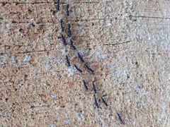 Leptogenys falcigera