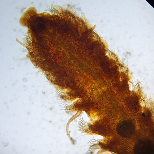 Representative image of Prionospio caspersi