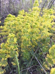 Cruciata taurica