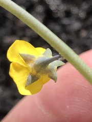Lebeckia brevipes